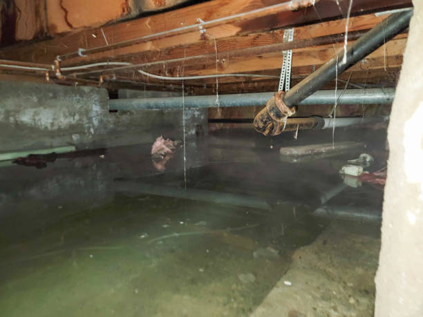 Best Water damage cleanup near me  in Marienville, PA