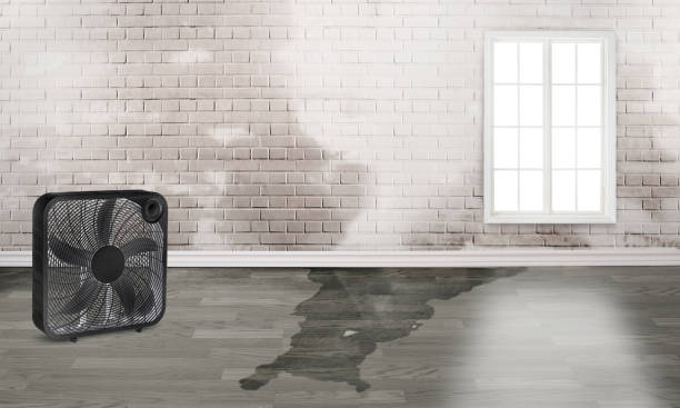 Best Local water damage restoration  in Marienville, PA